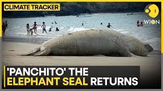 Elephant Seal Appears on Mexico Beach | WION CLIMATE TRACKER