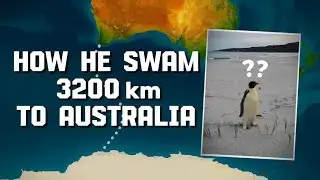 Emperor Penguin Who Swam from Antarctica to Australia?