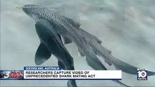 Endangered sharks filmed mating off Australian coast