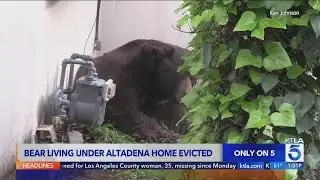 Enormous black bear finally evicted from Altadena home | Wild Animals SoCal