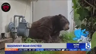 Enormous black bear finally evicted from Altadena home | Wild Animals SoCal