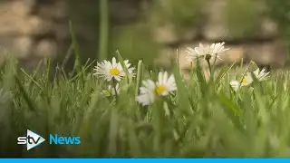 Environmental concerns over artificial lawns amid warning they could affect wildlife