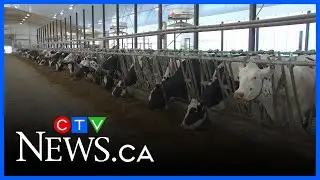 Environmental groups concerned over dairy operation