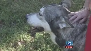 Erin Kelly reports on wolf-dog attack