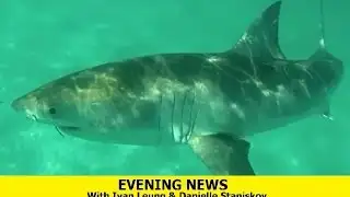 Evening News - [Shark Prevention + Budget 2017]
