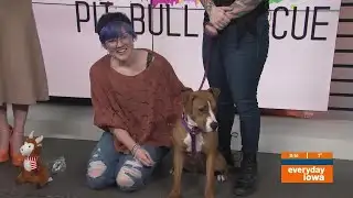 Everyday Iowa - Cedar Valley Pit Bull Rescue