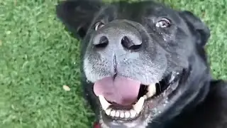 Everyday Iowa - Meet Max 2.0 from Last Hope Animal Rescue!