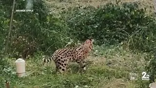 Exotic pet cat captured in Baltimore City