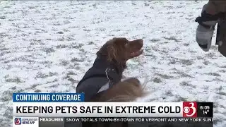 Expert advice on how to keep your pets safe during extreme cold