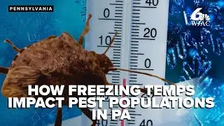 Expert explains how recent freezing temps could impact pest populations in Pennsylvania