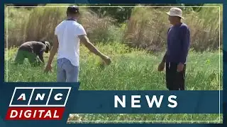 Expert: Genomics can help improve agriculture productivity | ANC