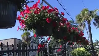 Experts offer advice on protecting plants and pipes during freezing temperatures