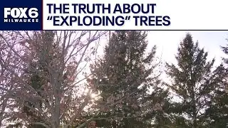 "Exploding trees" in extreme cold? Truth behind social media posts | FOX6 News Milwaukee