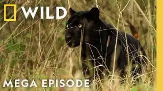 Exploring Big Cats Around the Globe | MEGA Episode | Nat Geo Animals