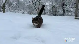 Extreme winter weather poses serious dangers for pets