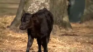 Eye on Agriculture Calving in Winter