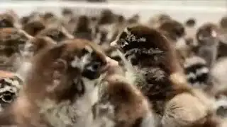 Eye on Agriculture Eggs and Chicks