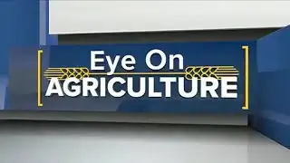 Eye on Agriculture Grain Market Update