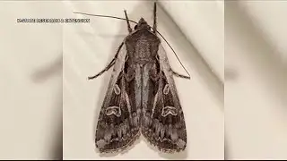 Eye on Agriculture Insect warning