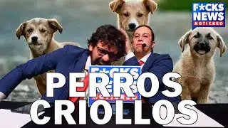 F*cksNews Bilbao: Creole Dogs
