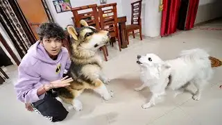 Fake Dog Prank On Oreo 🤣