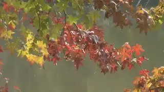 Fall colors could be impacted by Summer drought and Fall warmth