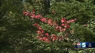 Fall foliage could come sooner if drought persists