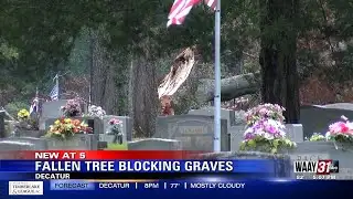 Fallen Tree Blocking Graves