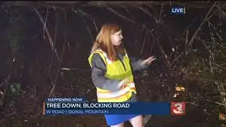 Fallen tree blocking W Road