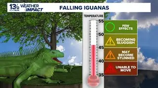 Falling iguanas during cold snaps: a chilling survival mechanism
