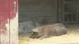 Farm animals keeping their cool