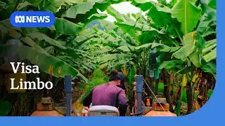 Farm workers vulnerable to exploitation while in visa limbo | ABC NEWS