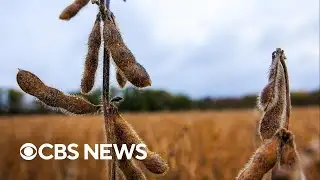 Farmer aid package could be announced within 2 weeks, USDA head says