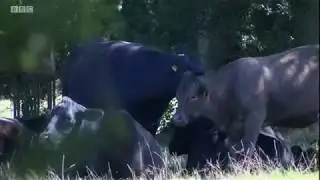 Farmer killed by cattle - Amanda Akass reports