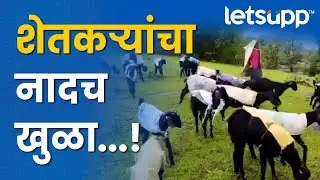 Farmer News | शेतकऱ्यांचा नादच खुळा…! | Ahmednagar