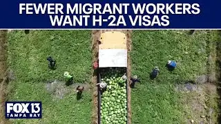 Farmers see fewer farmworker applications