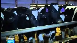 Farmers suspect cattle rustlers stole 14 cows