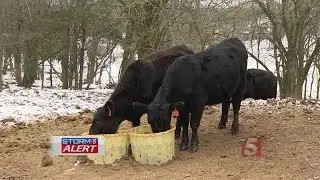 Farmers Working To Keep Livestock Warm During Cold Temperatures