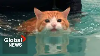 Fat cat "Peaches" makes splash on TikTok over weight loss routine