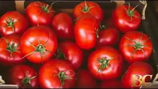 FDA issues highest alert for tomato recall due to salmonella risk