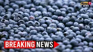 FDA Issues Highest Risk Recall for Blueberries Over Listeria Fears