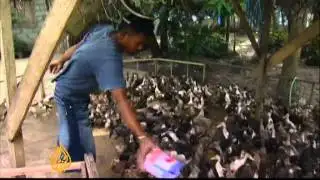 Feathered labour for Philippines rice farmers