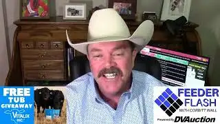 Feeder Flash 1/29:  More Cows?