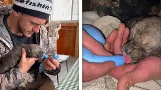 Feeding Baby Wolf Pups Under House