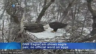 Female On DNR Eagle Cam Spotted With New Beau