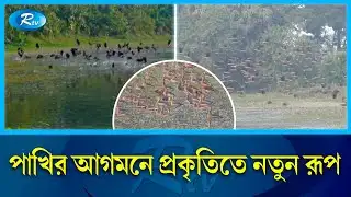 পাখির কলকাকলিতে মুখর ফেনীর দিঘিগুলো | Feni | Birds | Rtv News