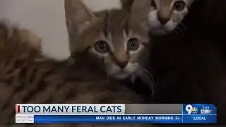 Feral Cats Problem