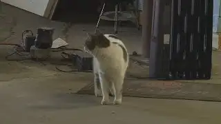 Feral cats relocated to warehouse to help with mice problem