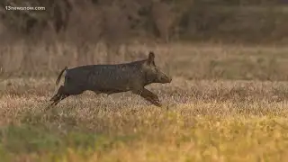 Feral hogs continue spreading throughout Virginia and North Carolina