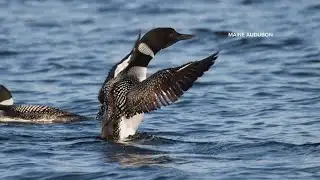 Fewer adults, more chicks in latest loon count